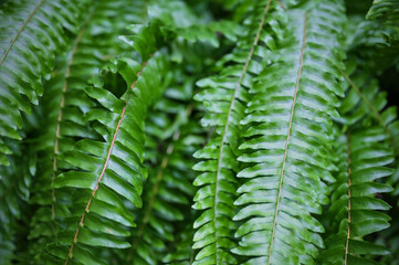 background of ferns green foliage leaves. Dense thickets of beautiful growing ferns in the forest