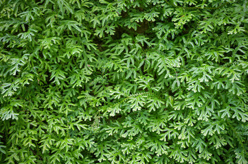background of ferns green foliage leaves. Dense thickets of beautiful growing ferns in the forest