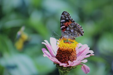 Fototapeta na wymiar butterfly resting on a flower