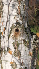 Birch tree is watching you