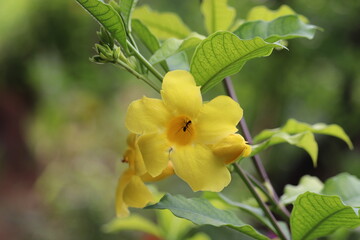 Flower with the natural process of fertility 