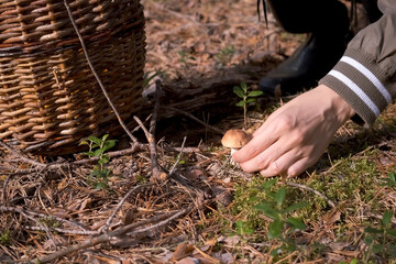 Woman is picking up mushroom in wicker basket in forest, closeup view. Mushroomer walking in the forest in autumn. Natural vegetarian food ingredient from woodland.