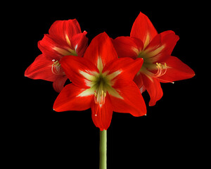 Close up beautiful large red flower of a hippeastrum of the amaryllis family on a black background...