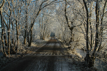 Tunnel of trees with ice crystals in the sun