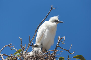 Kuhreiher (Bubulcus ibis), Altvogel im Brutkleid mit Nachkommen. Plettenberg Bay, Südafrika