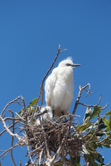Kuhreiher (Bubulcus ibis), Altvogel im Brutkleid mit Nachkommen. Plettenberg Bay, Südafrika