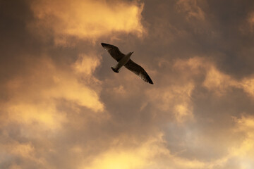 seagulls flying in stormy sky