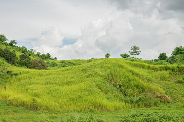 Breathtaking landscape of the mountains covered with green trees forest in the fog Premium Photo