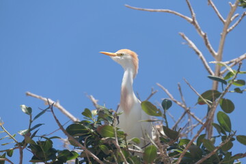 Kuhreiher (Bubulcus ibis), Altvogel im Brutkleid mit Nachkommen. Plettenberg Bay, Südafrika
