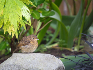 fledgling thrush on stone