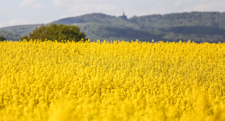 Rapsfeld in Kassel mit dem Herkules im Hintergrund