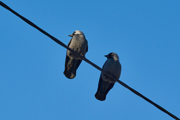 Two jackdaws sit on a power cable and turn their heads in sync. Series of 3 photos, photo 1.
