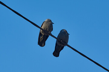 Two jackdaws sit on a power cable and turn their heads in sync. Series of 3 photos, photo 3.