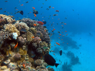 Naklejka na ściany i meble Tropical coral reef. Ecosystem and environment. Egypt. Near Sharm El Sheikh