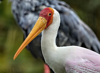Neck and head shot of a Yellow-billed stork.