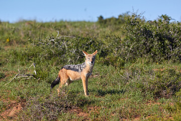 Black-backed jackal in Tsavo East NP