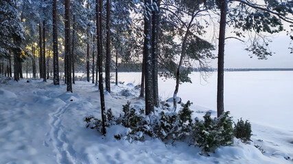 Russia, Karelia, Kostomuksha. The sun illuminates the forest. December 18, 2020.
