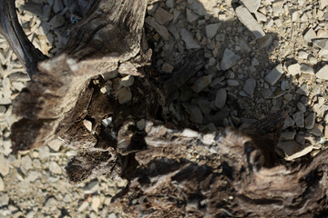 Summer landscape of Cypress Lake in Sukkо, Russia showing exposed roots and low water level