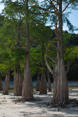 Summer landscape of Cypress Lake in Sukkо, Russia showing exposed roots and low water level