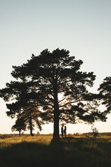 Obraz premium silhouette of a tree at sunset