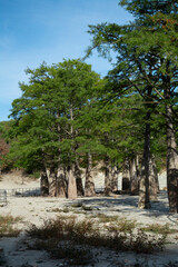 Summer landscape of Cypress Lake in Sukkо, Russia showing exposed roots and low water level
