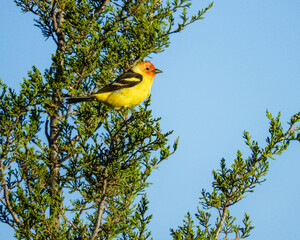 Western Tanager in the Cedars