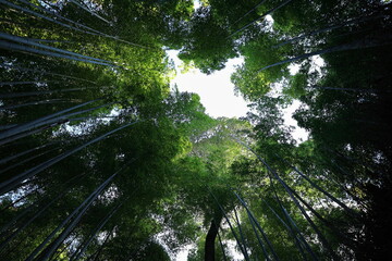 Fototapeta premium 竹林の小道 嵐山 京都 日本