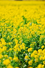 房総に冬の終わりを知らせる花の便り