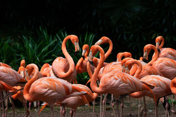 Flock of American Flamingoes in a bird park