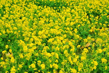 早春の房総を彩る黄色い菜の花