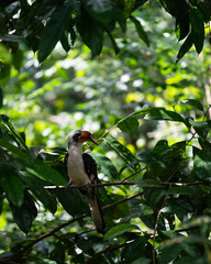Male Von der Decken's hornbill on a tree branch in a bird park