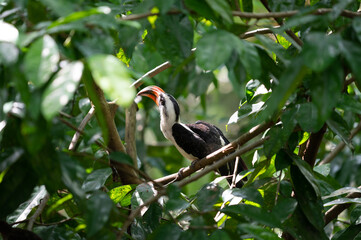 Male Von der Decken's hornbill on a tree branch in a bird park