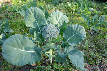 the ripe green brooklyn flower plant seedlings in the garden.