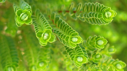 beautiful  green  tree in forest © manop