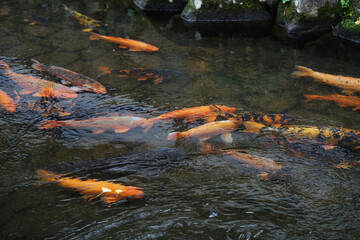 Carps fish swimming in the setogawa canal in Hida Furukawa city, Japan.