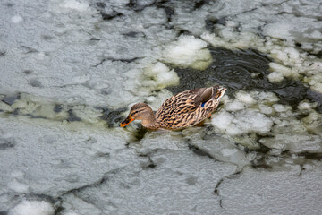 Female mallard duck playing, floating and squawking on winter ice frozen city park pond.