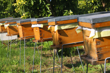 bee hives in the field