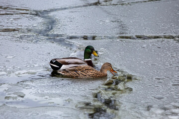 Male and female mallard ducks playing, floating and squawking in winter ice frozen city park pond.
