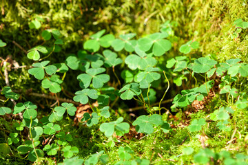 The shamrock is a symbol of Ireland and St. Patrick day. A plant in a nature park in Northern Ireland. Fairy forest, moss, natural background. Selective focus, close up
