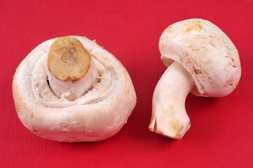 Champignons crus en gros plan sur fond rouge