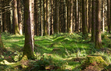 Fototapeta na wymiar Trunks of a coniferous trees growing from green soft moss in Gortin Glen Forest Park, Northern Ireland. Fairy forest