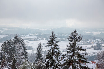 Winter pine tree branches covered with snow against the background of a small village and snowy hills. Frozen tree branch in winter forest.