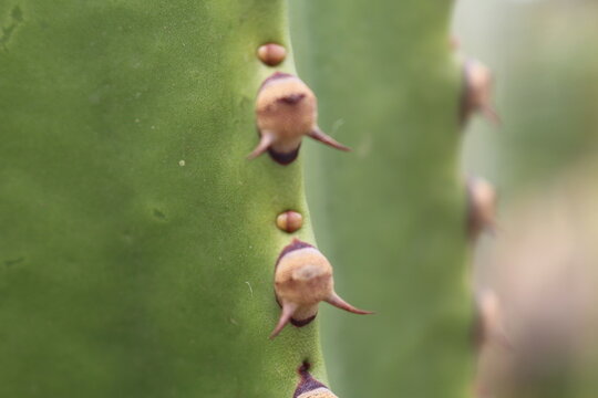 Kaktus Detailbild