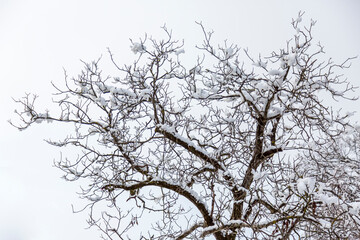 Close-up of tree branches covered with hoarfrost. Snowing.