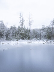 The first snow of the winter season in a hemlock forest next to a frozen pond in Massachusetts