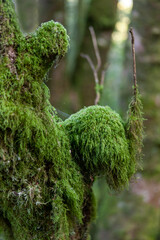 An old tree stump covered with soft green moss in Gortin Glen  Forest Park, Northern Ireland. Fairy forest, natural background, shallow depth of field.