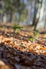 Lonely small pine tree in Austrian forest. Beautiful winter evening and cold frosty winter sunset. Selective focus. Close-up.