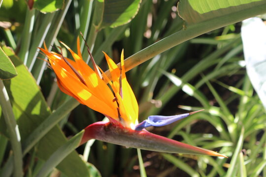 Paradisvogelblume