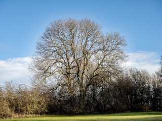 Obraz premium trees in the park