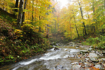 Waterfall in the autumn beech forest.
